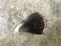 Catocala agrippina