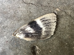 Catocala agrippina