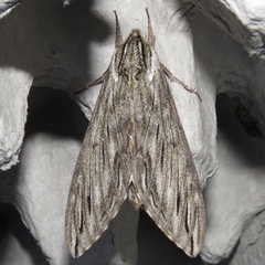 Sphinx canadensis