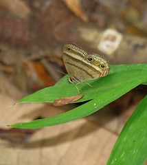 Cissia proba