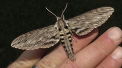Sphinx canadensis