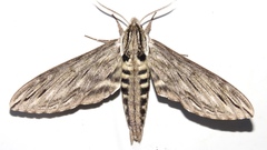 Sphinx canadensis