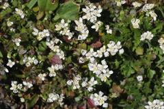 Formica polyctena × rufa