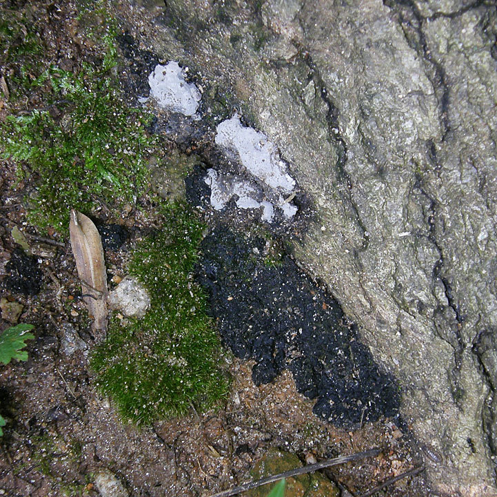 Kretzschmaria deusta image