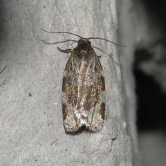 Archips mortuana