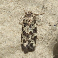 Archips packardiana