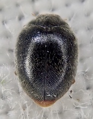 Scymnus auritus