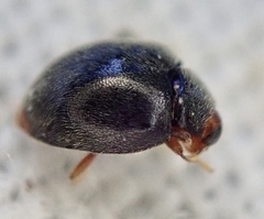 Scymnus auritus