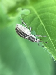 Aphrastus taeniatus
