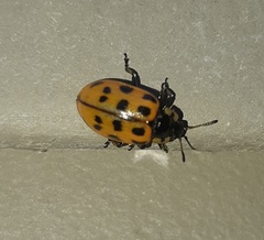 Chrysomela mainensis