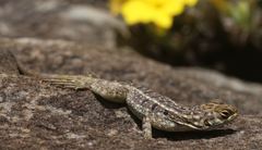 Oplurus quadrimaculatus