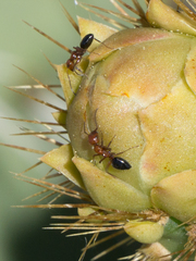 Camponotus bakeri