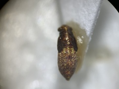 Heteroptera