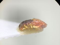 Heteroptera