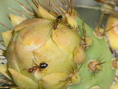 Camponotus bakeri