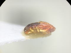 Heteroptera