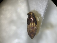 Heteroptera
