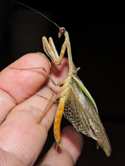 Stagmomantis montana