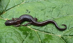 Chiropterotriton orculus