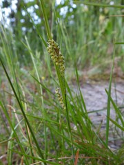 Carex garberi