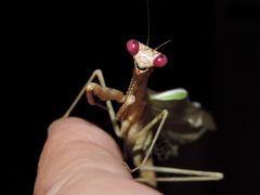 Stagmomantis montana