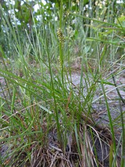 Carex garberi