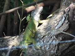 Iguana iguana
