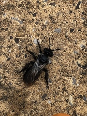 Andrena cineraria