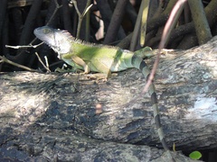 Iguana iguana