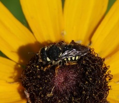 Pseudoanthidium nanum