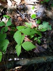 Rubus pubescens pubescens