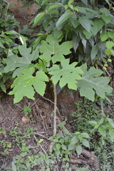 Vasconcellea cauliflora