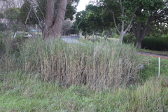 Echinochloa pyramidalis