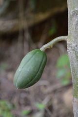 Vasconcellea cauliflora