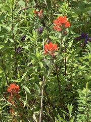 Castilleja hispida