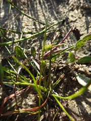 Carex viridula viridula
