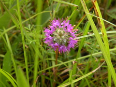 Dalea compacta