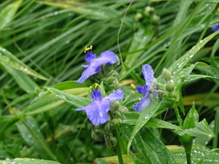 Tradescantia × andersoniana