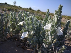 Convolvulus persicus
