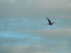 Chordeiles acutipennis