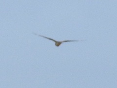 Chordeiles acutipennis