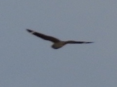 Chordeiles acutipennis