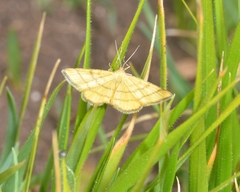 Idaea aureolaria
