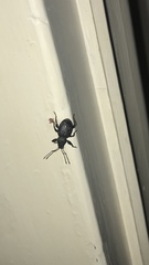 Otiorhynchus sulcatus