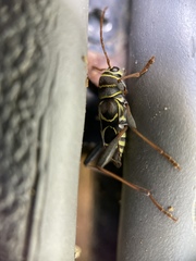 Neoclytus scutellaris