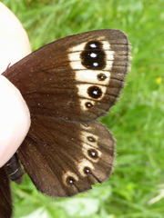 Erebia triarius