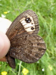 Erebia triarius
