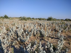 Convolvulus persicus