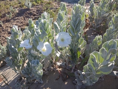 Convolvulus persicus