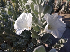 Convolvulus persicus